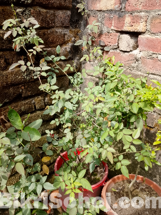 সাদা গোলাপ